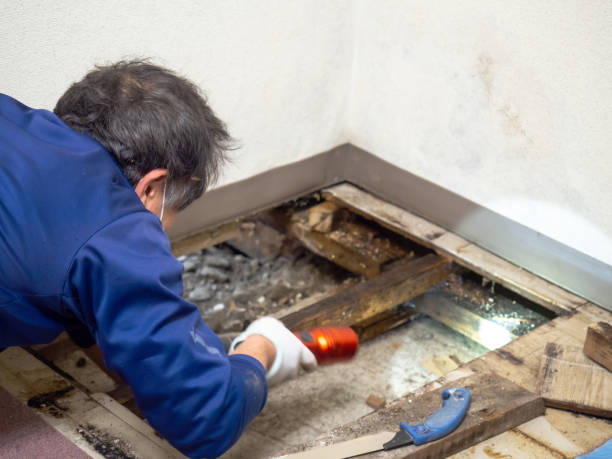 Best Mold Remediation  in Bloomington, TX