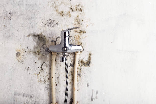 Bloomington, TX Mold Removal Company