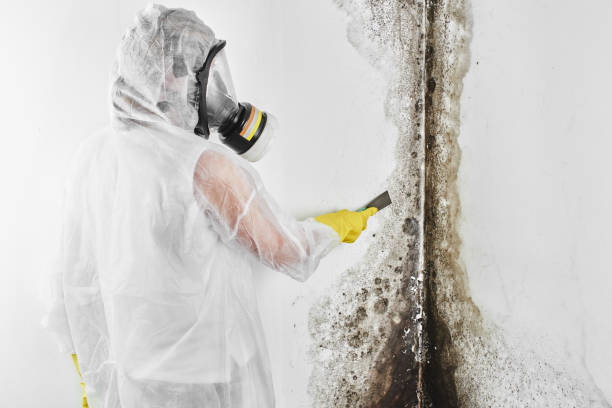 Best Emergency Mold Removal  in Bloomington, TX
