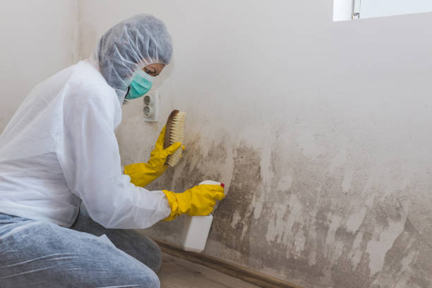 Best Crawl Space Mold Removal  in Bloomington, TX