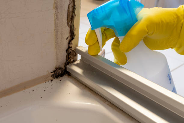 Best Same-Day Mold Removal  in Bloomington, TX
