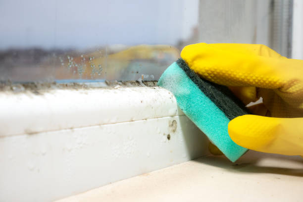 Best Commercial Mold Removal  in Bloomington, TX