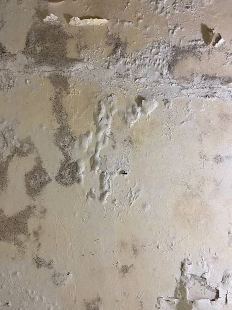 Best Attic Mold Removal  in Bloomington, TX