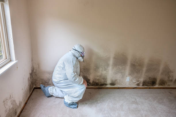 Best Residential Mold Removal  in Bloomington, TX