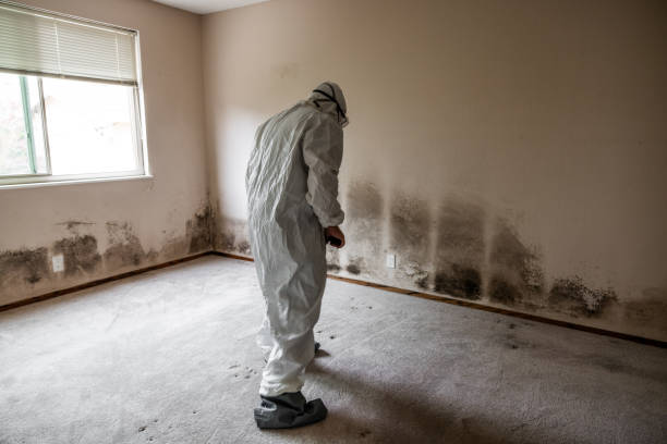 Best Office Mold Removal Services  in Bloomington, TX