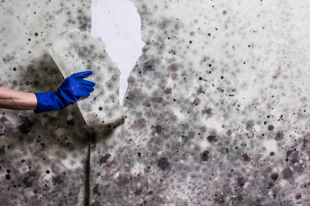 Best Affordable Mold Removal  in Bloomington, TX