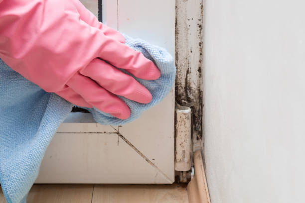 Best Residential Mold Removal  in Bloomington, TX